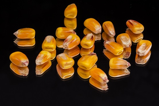 corn 717777