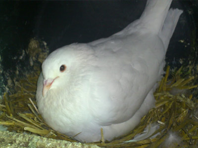 zaube1